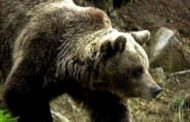 Barbat atacat de urs la Valea Doftanei