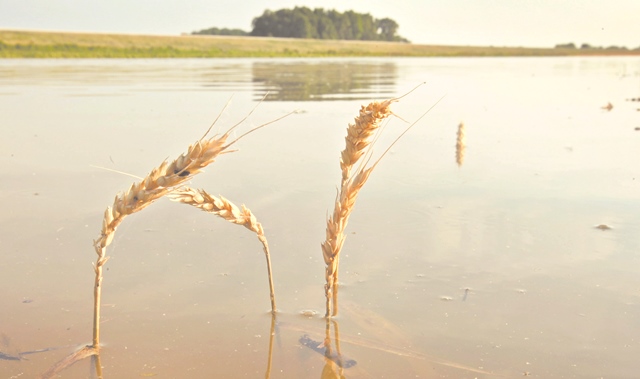 Pagube importante in agricultura prahoveana in urma inundatiilor, grindinei si viiturilor la hotarul dintre primavara si vara