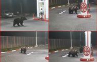 Viral pe retelele de socializare: Doi ursi au venit sa (se) „alimenteze” la o benzinarie din AZUGA