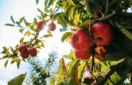 Ce îngrășăminte foliare se recomandă pentru pomii fructiferi? Răspunsul experților (P)