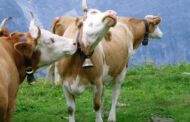 Sprijin financiar pentru crescatorii de vaci