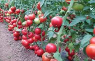 MADR continua programul de susținere a productiei de legume in spatii protejate pentru perioada de extrasezon (toamna–iarna 2023-2024). DETALII…
