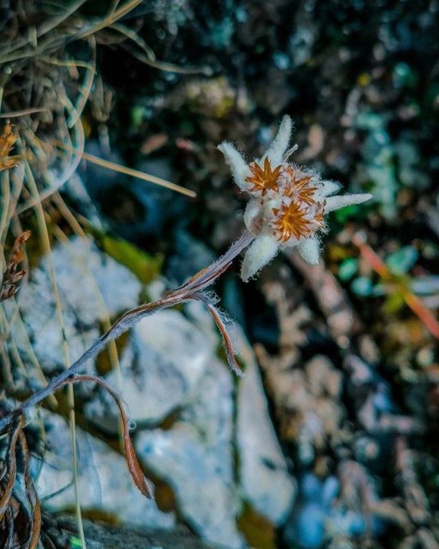 EXCLUSIV! Zana Bucegilor, nemuritoare: zvelta si gratioasa, de Boboteaza, FLOAREA DE COLT flaore de colt